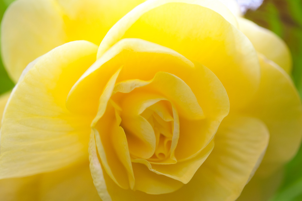 ベゴニアの花言葉は 愛の告白 親切 ずんどこどっこいしょ ベゴニアの花言葉は 愛の告白 親切 ずんどこどっこいしょ