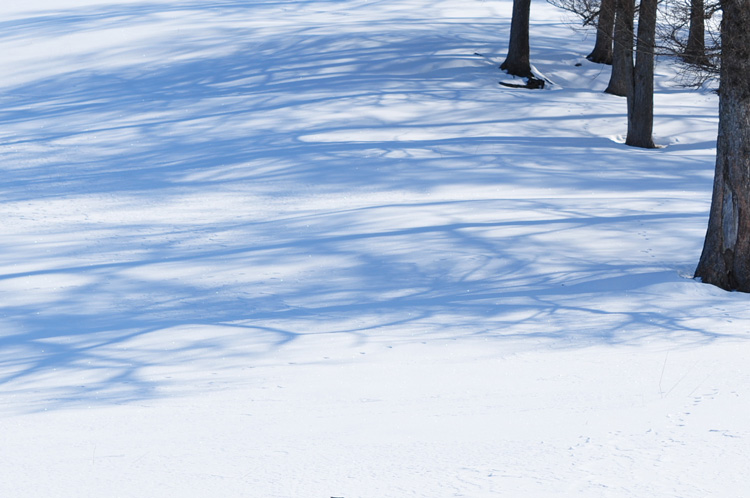 道東紀行2011～雪原の風景_f0116528_19594436.jpg