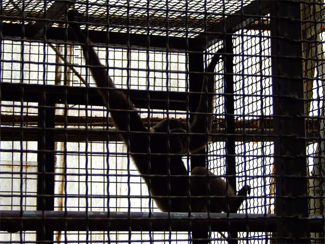 SHADOW DANCER_a0179837_22233137.jpg