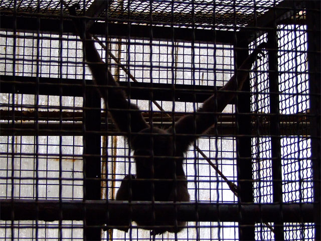 SHADOW DANCER_a0179837_22284395.jpg