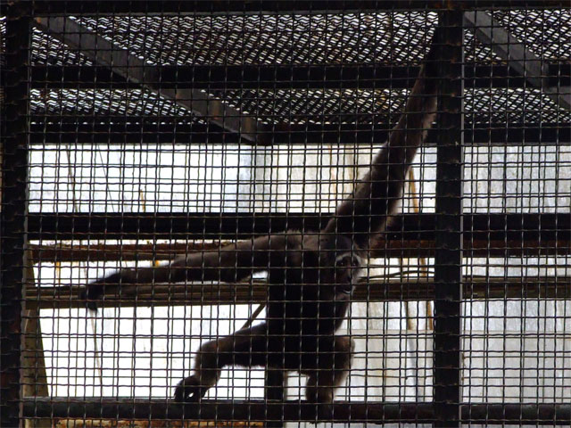 SHADOW DANCER_a0179837_224181.jpg