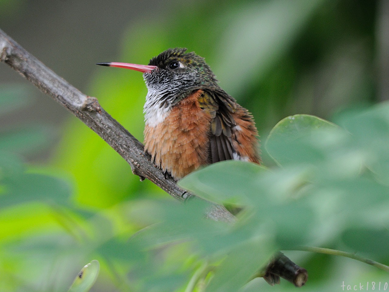 飼育ハチドリ タックの鳥見帳