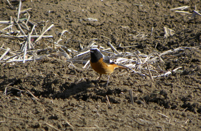 農園のジョウビタキ Daurian Redstart_f0206939_19553291.jpg