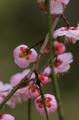 a0182241_90548.jpg