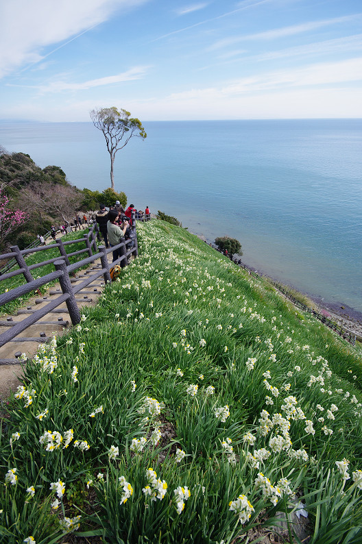 淡路島　灘黒岩水仙郷　～後編～_f0152550_22115653.jpg