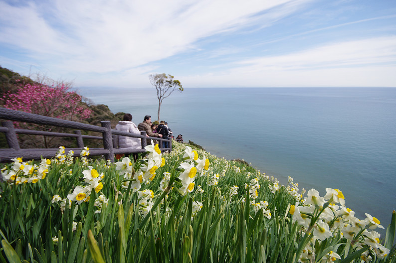 淡路島　灘黒岩水仙郷　～後編～_f0152550_2212189.jpg