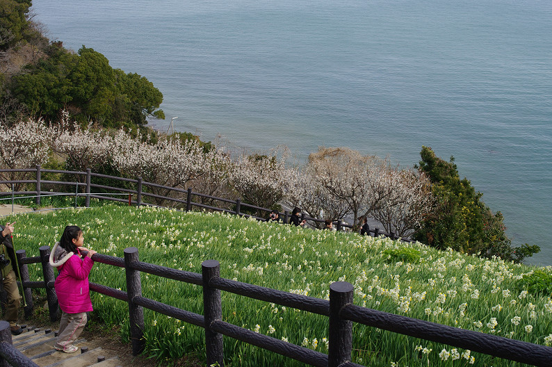 淡路島　灘黒岩水仙郷　～後編～_f0152550_22123194.jpg