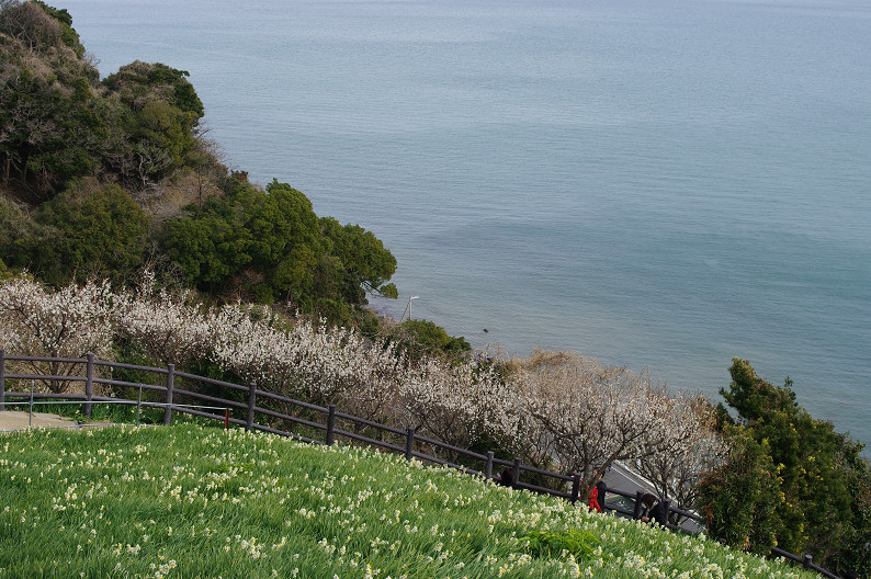 淡路島　灘黒岩水仙郷　～後編～_f0152550_22123741.jpg