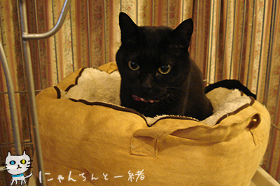 猫鍋ベッド、流行遅れでやっと登場(^_^;)_e0031853_402549.jpg