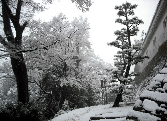 　　和歌山市にも雪が！_b0093754_23403512.jpg