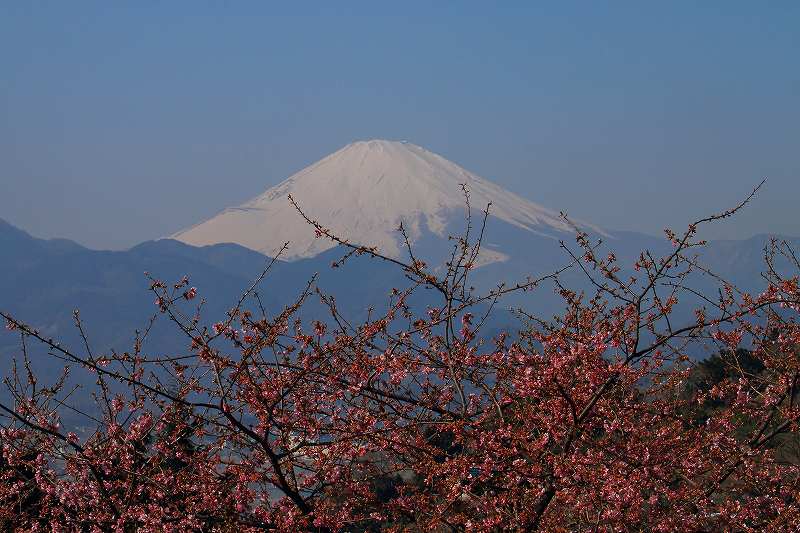 河津桜と富士山_f0044056_915670.jpg