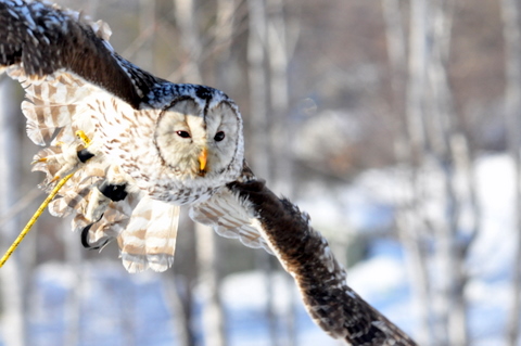 オオタカ、エゾフクロウ超接近！[種明かし] : 北海道の野鳥探索