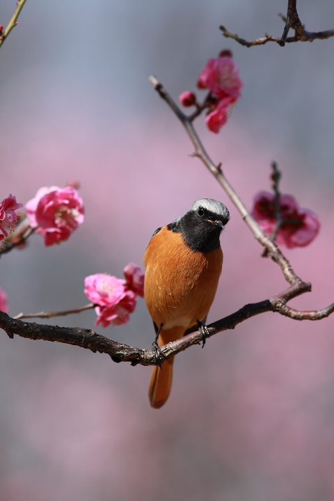 舞鶴公園の梅_b0006274_2159015.jpg