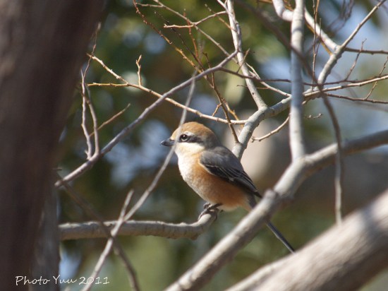 野鳥たち_b0078874_7553621.jpg