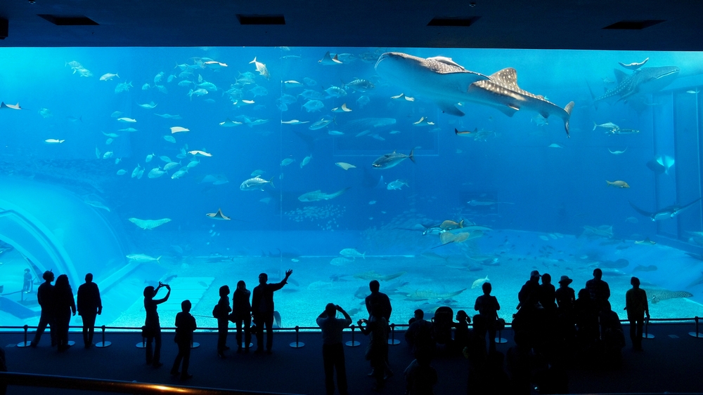 沖縄美ら海水族館その3 Out Of Focus Baseballフォトブログ 19年終了 沖縄美ら海水族館その3 Out Of Focus Baseballフォトブログ 19年終了