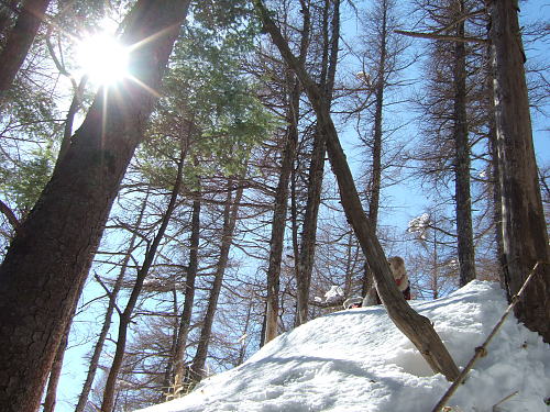 天女山登山コース（その２）　2月22日（火）_b0136381_16535912.jpg