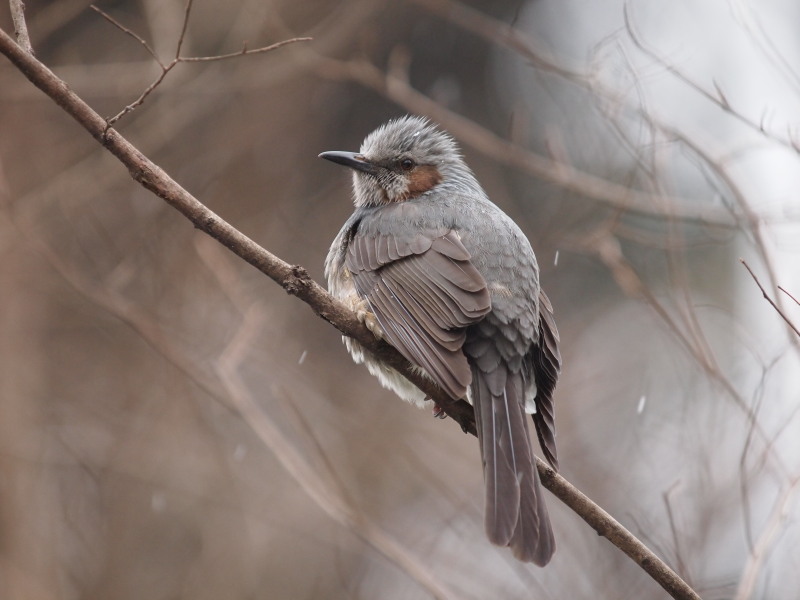 元気に冬越しするヒヨドリ コーヒー党の野鳥観察