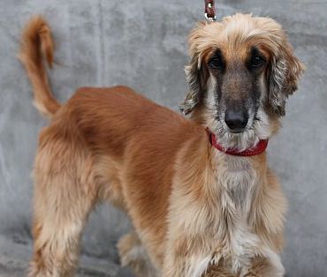 アフガンハウンド シェパード 里親募集 Afghan Hound Scherer