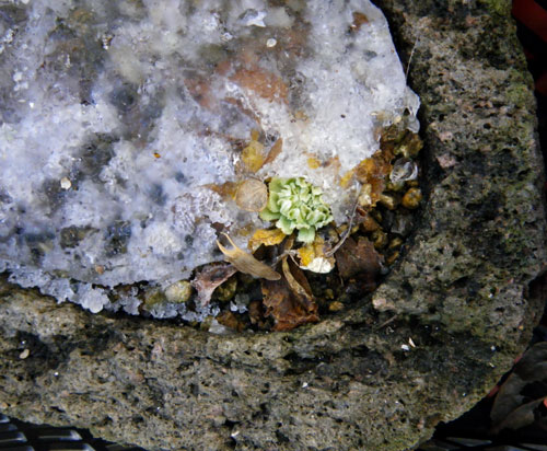 氷の下のコザクラと山草棚の様子など_a0136293_12163512.jpg