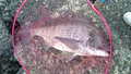 e0147297_838721.jpg