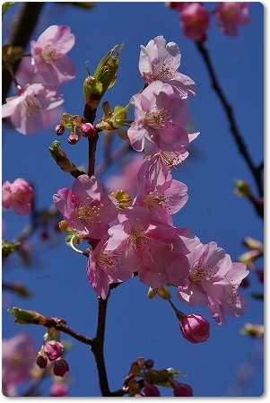 三浦の河津桜_c0050906_23242169.jpg