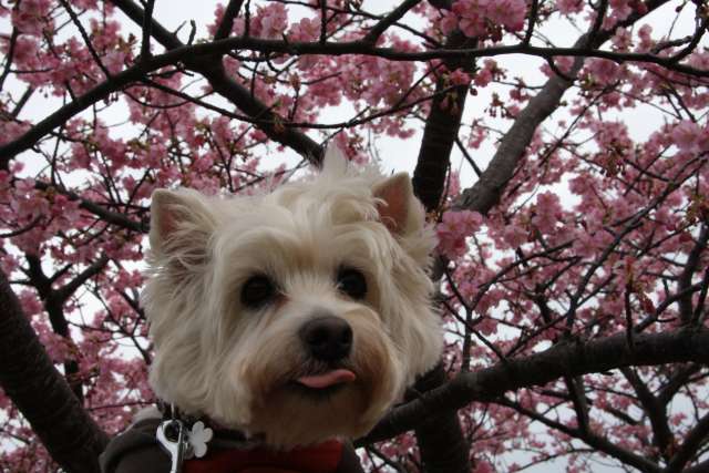 またまた伊豆ですがそれが何か？（笑）～桜鑑賞後編～_f0039907_0343334.jpg