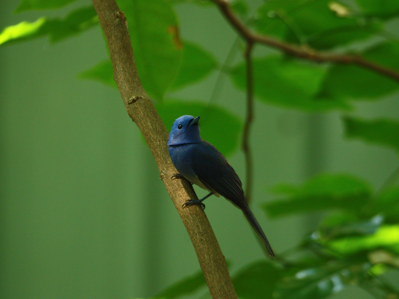 The Sky Blue Bird_d0160827_0133493.jpg