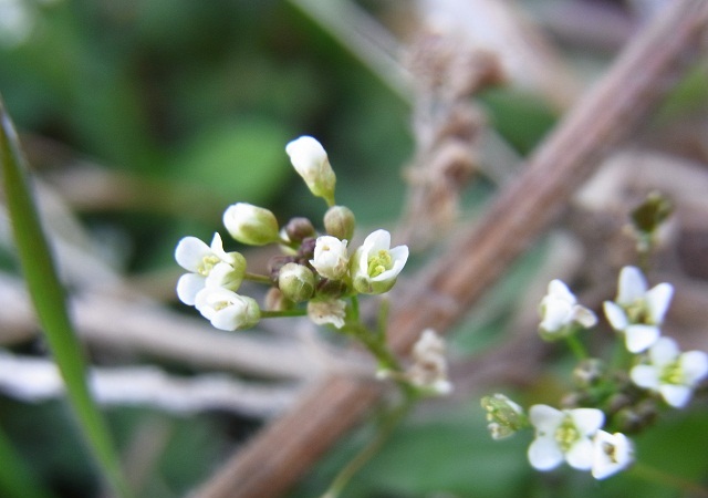 　　雑草の花_f0214527_15172527.jpg