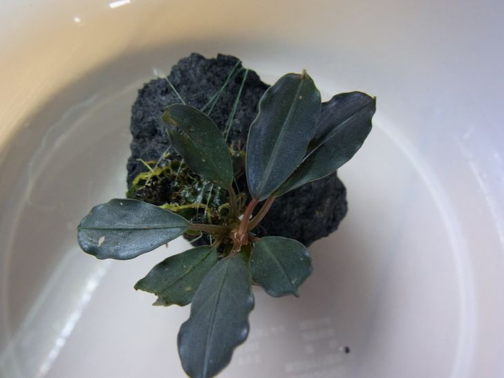 Bucephalandra sp. Bucephalandra sp.