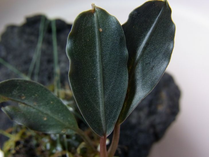 Bucephalandra sp. Bucephalandra sp.