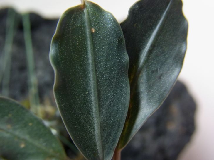 Bucephalandra sp. Bucephalandra sp.