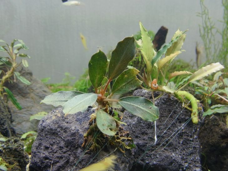 Bucephalandra sp. Bucephalandra sp.