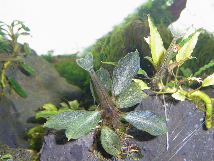 Bucephalandra sp. Bucephalandra sp.