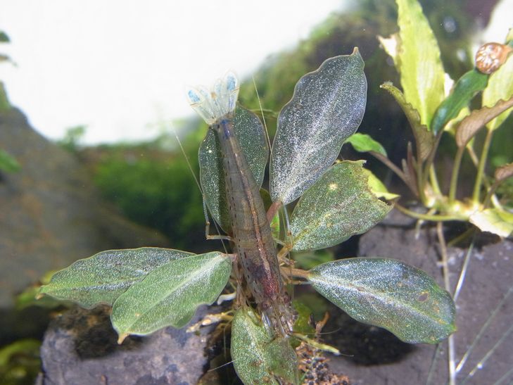 Bucephalandra sp. 