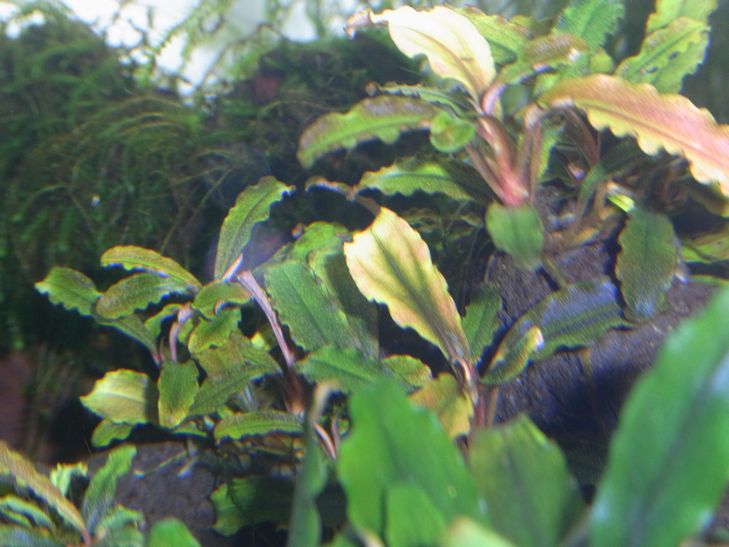 Bucephalandra sp. Bucephalandra sp.