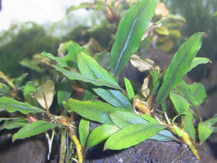Bucephalandra sp. Bucephalandra sp.