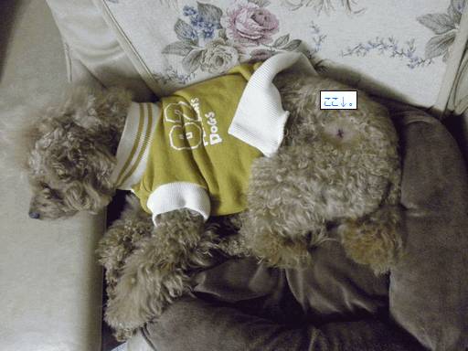 c0136736_22182413.gif