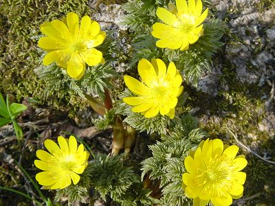 今日の誕生花と花言葉 福寿草 Hanazakka 花雑貨