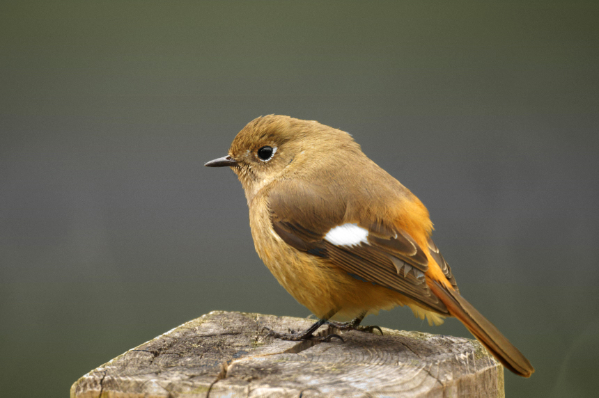 鳥、撮りに出掛けてみた、 : 写真で、一息、暇つぶし・・・