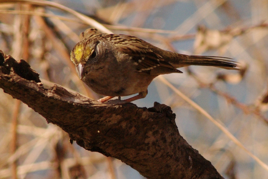 2月の鳥（ルリビタキとサカツラガン）_b0144049_17111379.jpg