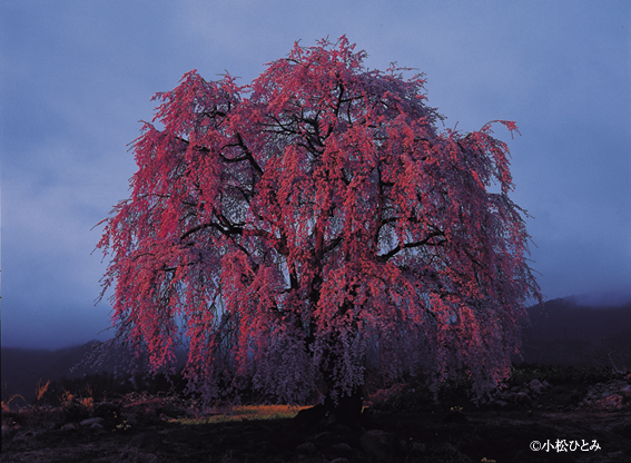 小松ひとみさん写真展「桜 逢瀬」、今日から開催！＠富士フイルムフォトサロン東京_c0142549_15132654.jpg