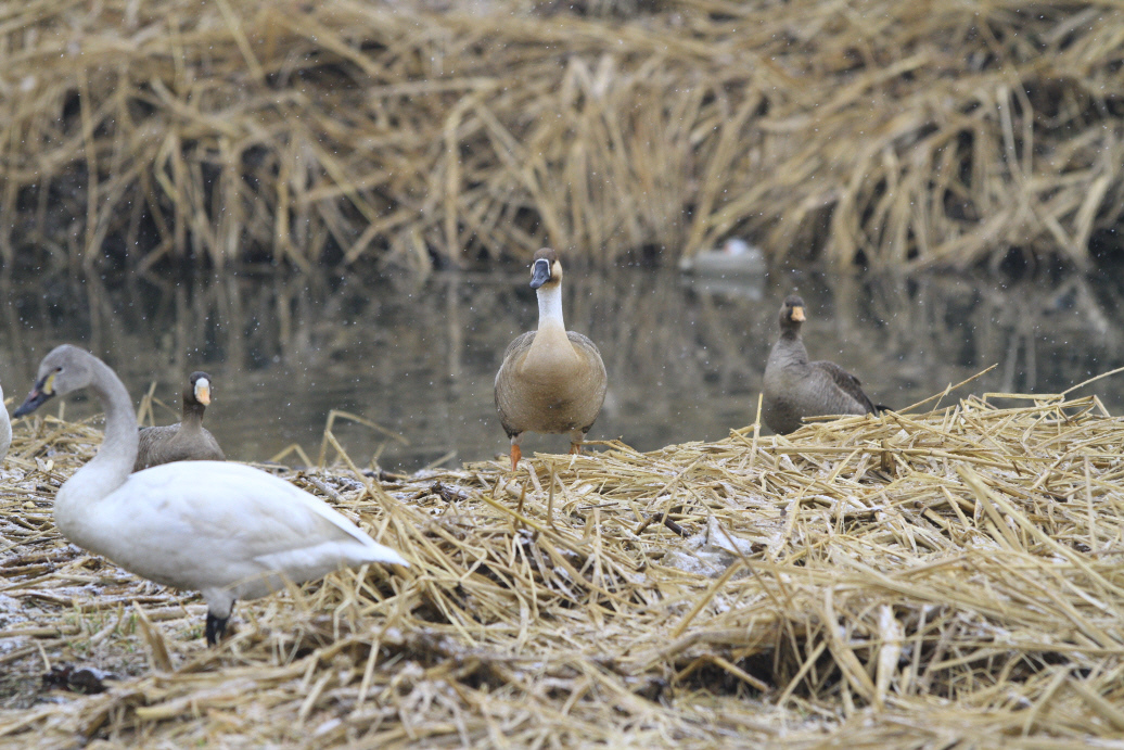 サカツラガン：追い詰められる鳥_f0230458_21451212.jpg