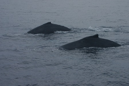 c0180460_42084.jpg