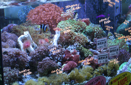 a0162261_18531150.jpg
