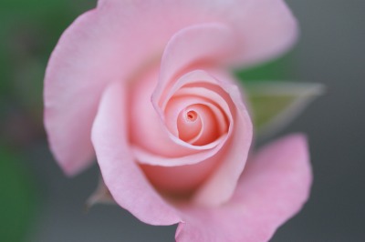 バラ 長居公園 リビア 月下 桜 の 世界