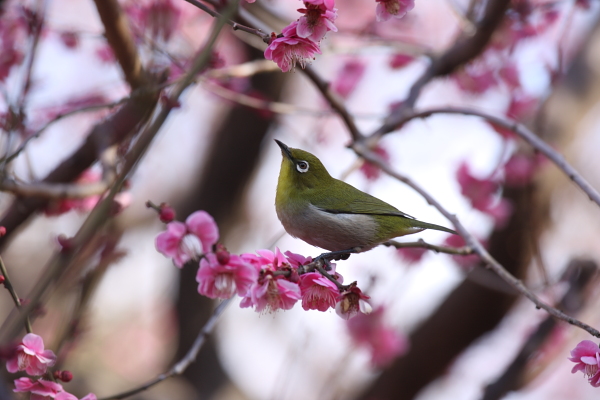 砧公園の梅とメジロ2_b0188569_1838277.jpg