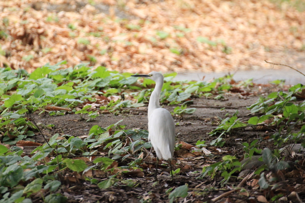 早春のコサギと鳥たち～♪_e0195587_1911362.jpg