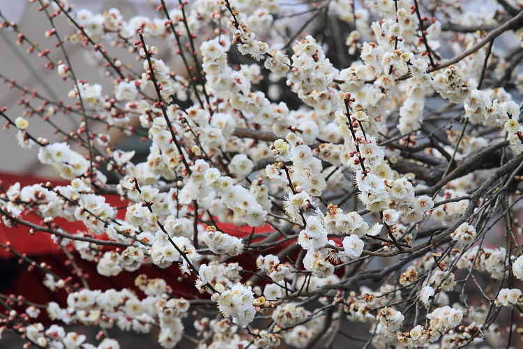 北野天満宮「梅花祭」_e0051888_23373037.jpg