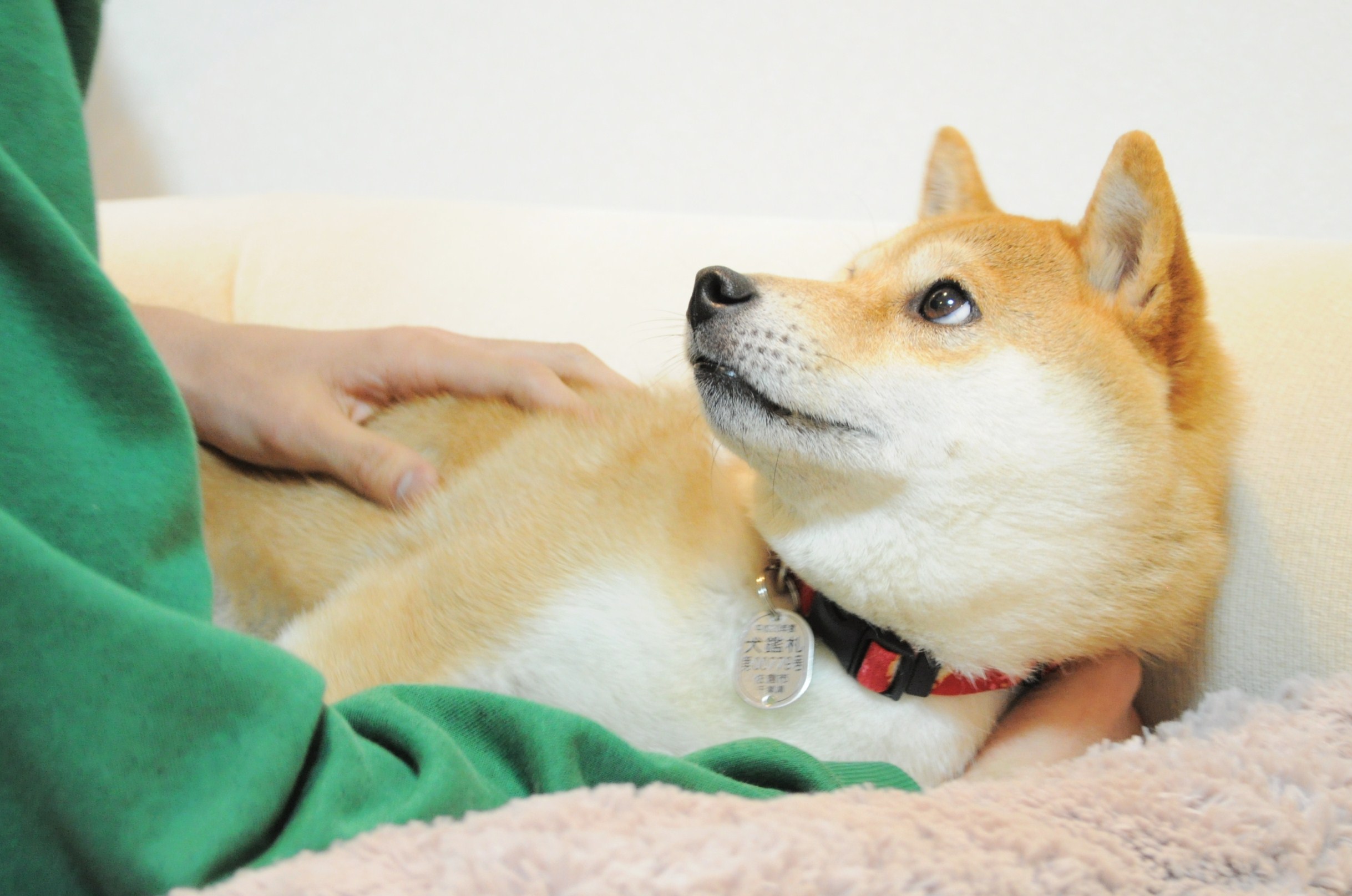 ドキッの眼差し かぼすちゃんとおさんぽ