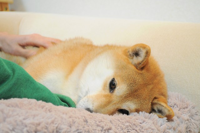 ドキッの眼差し_a0126590_5292276.jpg